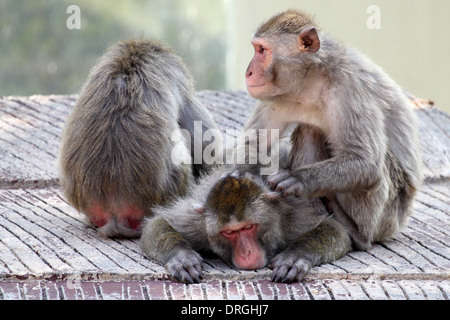 Eine Gruppe von japanischen Makaken (Macaca Fuscata) Pflege und Entspannung Stockfoto