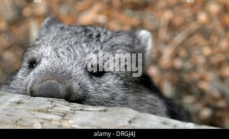 Hinterhältig Wombat Blick über den Zaun Stockfoto