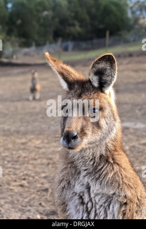 Porträt von schönen weiblichen Australian Kangaroo Stockfoto