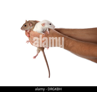 Weiße und braune Ratten in Händen. Isoliert auf weißem Hintergrund. Stockfoto