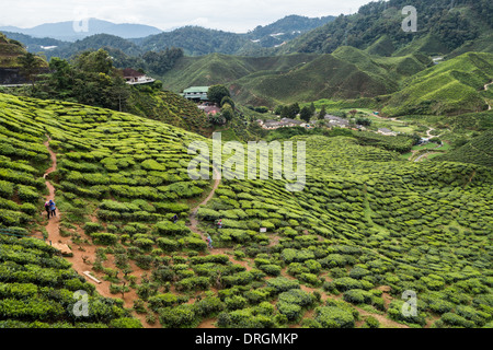 Tee-Plantagen in der Nähe von Tanah Rata, Cameron Highlands, Pahang, Malaysia Stockfoto