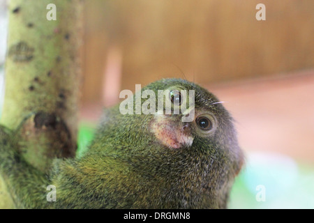 Porträt einer Zwergseidenäffchen (Cebuella Pygmaea) Stockfoto