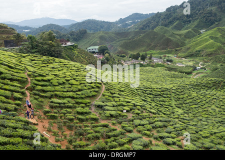 Tee-Plantagen in der Nähe von Tanah Rata, Cameron Highlands, Pahang, Malaysia Stockfoto