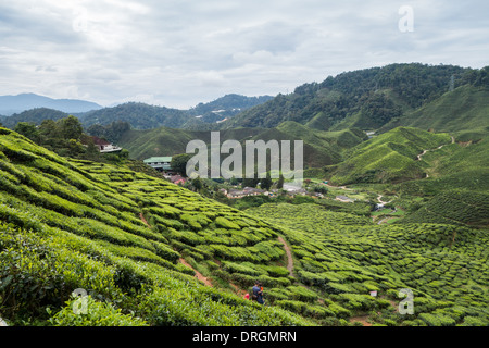 Tee-Plantagen in der Nähe von Tanah Rata, Cameron Highlands, Pahang, Malaysia Stockfoto