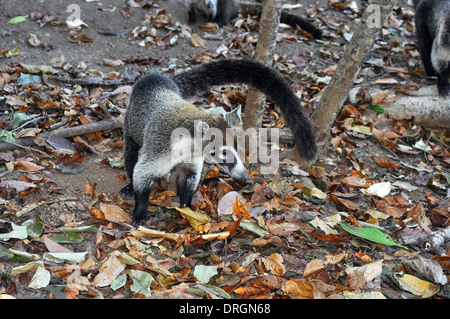 Niedliche tropischen Tier: weiße Nase Nasenbär, Nasua Narica auf Nahrungssuche. Stockfoto