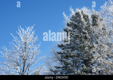 Gefrorene Bäume mit Schnee bedeckt an schönen Wintertag mit blauem Himmel Stockfoto