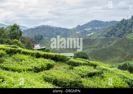 Tee-Plantagen in der Nähe von Tanah Rata, Cameron Highlands, Pahang, Malaysia Stockfoto