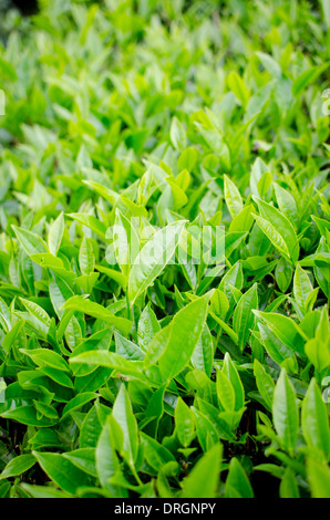 Tee-Plantagen in der Nähe von Tanah Rata, Cameron Highlands, Pahang, Malaysia Stockfoto