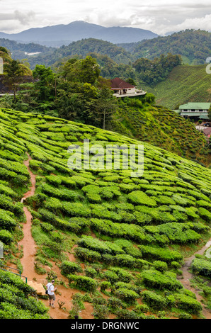 Tee-Plantagen in der Nähe von Tanah Rata, Cameron Highlands, Pahang, Malaysia Stockfoto