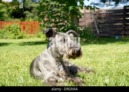 Spaß, Schnauzer Hund ruht auf dem Rasen im Garten Stockfoto