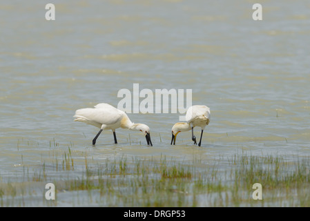 Loeffler, Platalea Leucorodia, eurasische Löffler Stockfoto