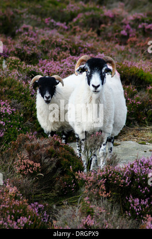 Black-faced Schaf auf Blüte Heather (Ling) auf Moorland im Peak District in Derbyshire, England, UK Stockfoto