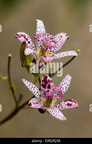 Nahaufnahme von Blumen von Tricyrtis Hirta in einem Cornish Garten Stockfoto
