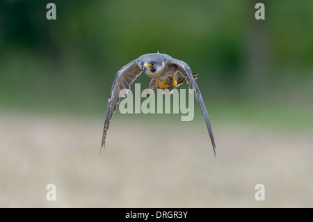 Wanderfalke, Falco Peregrinus, Wanderfalke Stockfoto