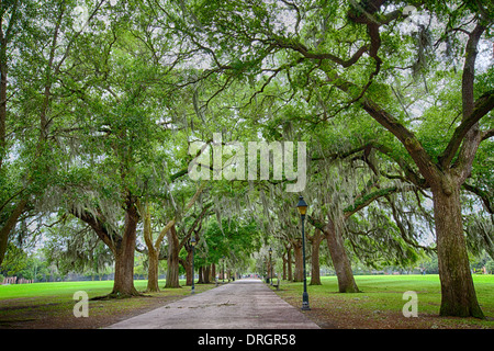 Savannah Georgia, viele Parks sind gefüllt mit großen südlichen Live Oaks mit spanischem Moos bedeckt. Nach einem Regen schön. Stockfoto