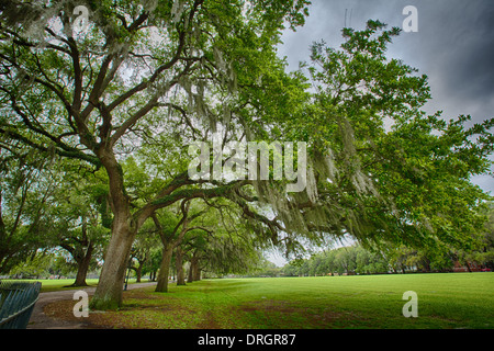 Savannah Georgia, viele Parks sind gefüllt mit großen südlichen Live Oaks mit spanischem Moos bedeckt. Nach einem Regen schön. Stockfoto