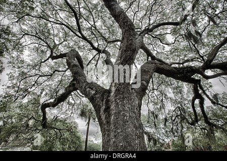 Die berühmte live südlichen Eichen bedeckt in spanischem Moos wächst in Savannahs historischen Plätzen. Savannah, Georgia Stockfoto