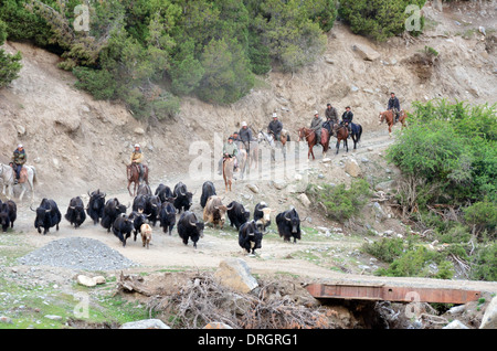 Kirgisischen Nomaden herding eine Yak-Herde in den Bergen des südlichen Kirgistan Stockfoto