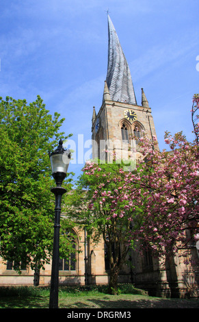 Frühling Cherry Blossom außerhalb St. Mary und All Saints Parish Church oder "Crooked Spire', Chesterfield, Derbyshire, UK Stockfoto