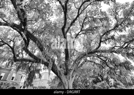 Die berühmte live südlichen Eichen bedeckt in spanischem Moos wächst in Savannahs historischen Plätzen. Savannah, Georgia Stockfoto