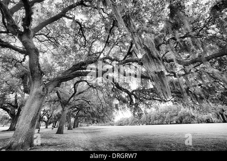 Die berühmte live südlichen Eichen bedeckt in spanischem Moos wächst in Savannahs historischen Plätzen. Savannah, Georgia Stockfoto