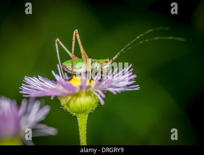 Grashuepfer Nymphe thront auf der Spitze eines Blume. Stockfoto