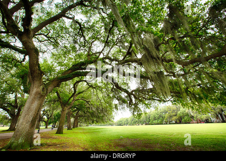 Die berühmte live südlichen Eichen bedeckt in spanischem Moos wächst in Savannahs historischen Plätzen. Savannah, Georgia Stockfoto