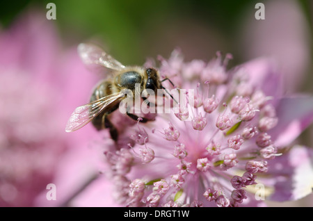 Eine Honigbiene auf einer rosa Blume in der Sonne. Stockfoto