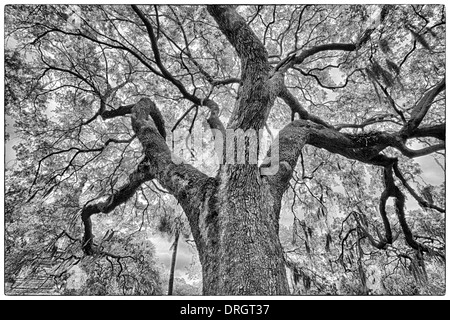 Die berühmte live südlichen Eichen bedeckt in spanischem Moos wächst in Savannahs historischen Plätzen. Savannah, Georgia Stockfoto