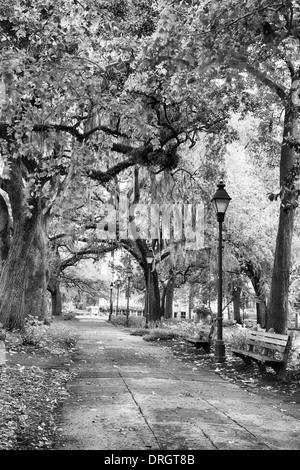 Savannah Georgia, viele Parks sind gefüllt mit großen südlichen Live Oaks mit spanischem Moos bedeckt. Nach einem Regen schön. Stockfoto