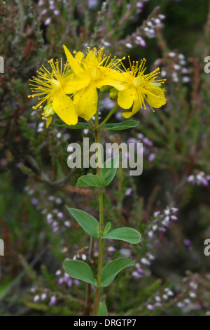 St-Johanniskraut (Hypericum) Blumen gemeinsamen Heidekraut (Calluna Vulgaris) auf dem Hintergrund Snailbeach führen Mine Shropshire, England Stockfoto