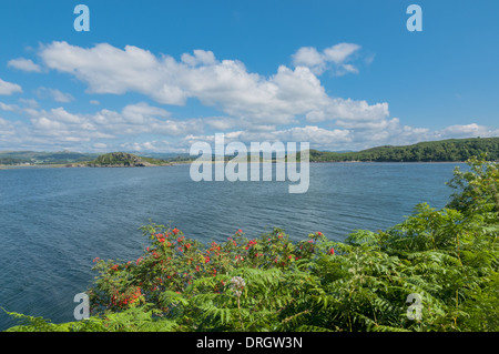 Eberesche mit Beeren neben dem Leinpfad Crinan Canal Crinan Argyll & Bute Schottland Stockfoto