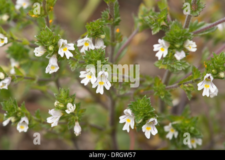 Gemeinsamen Augentrost (Euphrasia Nemorosa) Blumen, Bog mir - eine hemiparasitic Pflanze Shropshire Stockfoto