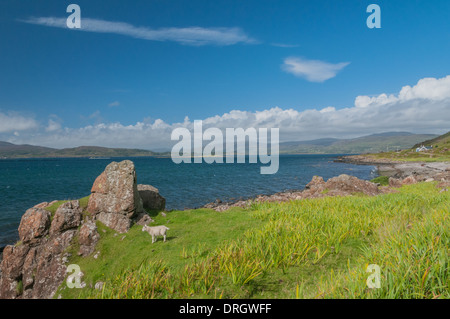 Schafe neben Loch Na Keal an Clachandhu Isle of Mull Argyll & Bute Schottland Stockfoto