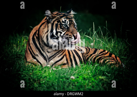 Ein Tiger in freier Wildbahn in einem Safari-Park mit seiner Zunge heraus, sitzen, warten und beobachten Stockfoto