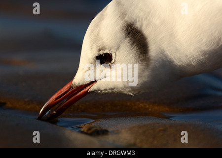 Schwarz Spitze Möwe trinken aus einem kleinen Wasserbecken in den Sand am Strand von Titchwell Marsh in Norfolk. Stockfoto