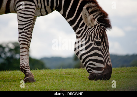 Ein Zebra Weg von seinen Lebensraum zu einem Safari-Park und Zoo, Essen grass Stockfoto