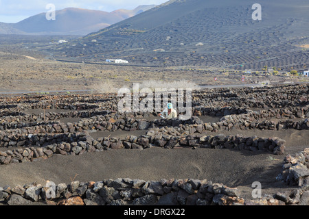 Reben wachsen in Vulkanasche geschützt durch Gruben und Wände genannt Zocos in den Weinbergen La Geria-Lanzarote-Kanarische Inseln-Spanien Stockfoto