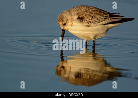 Sanderling, Calidris Alba, Strandläufer im Winterkleid, Titchwell Marsh Strand in Norfolk im Winter. Stockfoto