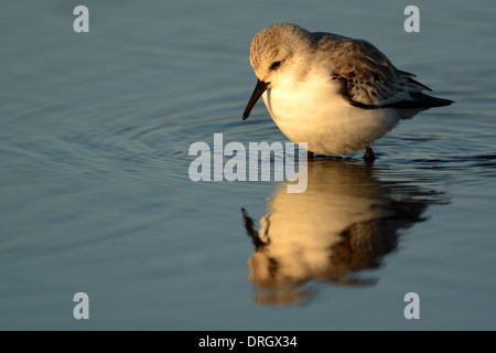 Sanderling, Calidris Alba, Strandläufer im Winterkleid, Titchwell Marsh Strand in Norfolk im Winter. Stockfoto