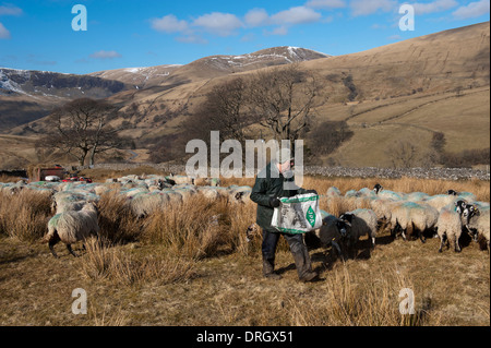 Hirte Fütterung Swaledale Schafen auf Moorland im Winter. Cumbria, UK Stockfoto