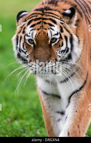 Sibirischer Tiger Stockfoto