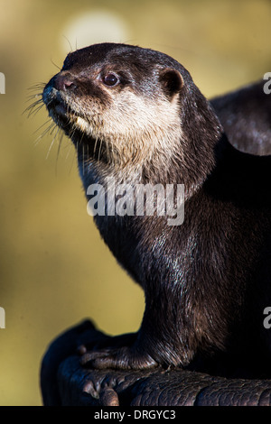 Orientalische kleine krallenbewehrten Otter Stockfoto
