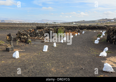 Anzeigen der alten Weinbau Methoden im Museo del Vino El Grifo in La Geria in der Nähe von San Bartolome, Lanzarote, Kanarische Inseln, Spanien Stockfoto