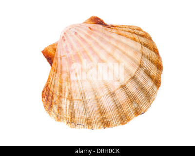 Eine Jakobsmuschel isoliert auf weißem Hintergrund in horizontalen Komposition Stockfoto