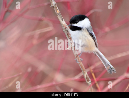 Schwarz-capped Chickadee thront auf einem Ast. Stockfoto