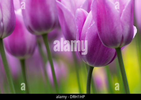 Butchart Gardens, Victoria, Vancouver Island, Gruppe von rosa Tulpen im Frühjahr blühen. Stockfoto