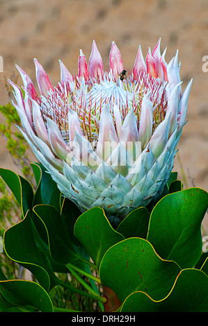 Königsprotea (Protea Cynaroides) auch bekannt als giant protea Honeypot oder König Zucker Bush Kirstenbosch National Botanical Garden Stockfoto