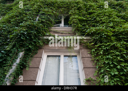 grünen Efeu bedeckt eine Wand mit Balkon auf alten Mietshaus auf Stara Ochota Bezirk in Warschau, Polen Stockfoto