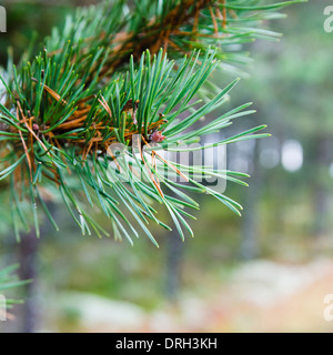 Zweig der Kiefer, Nahaufnahme Stockfoto
